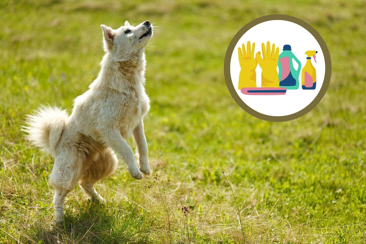 Cómo limpiar correctamente la orina de tu perro en casa, según expertos veterinarios