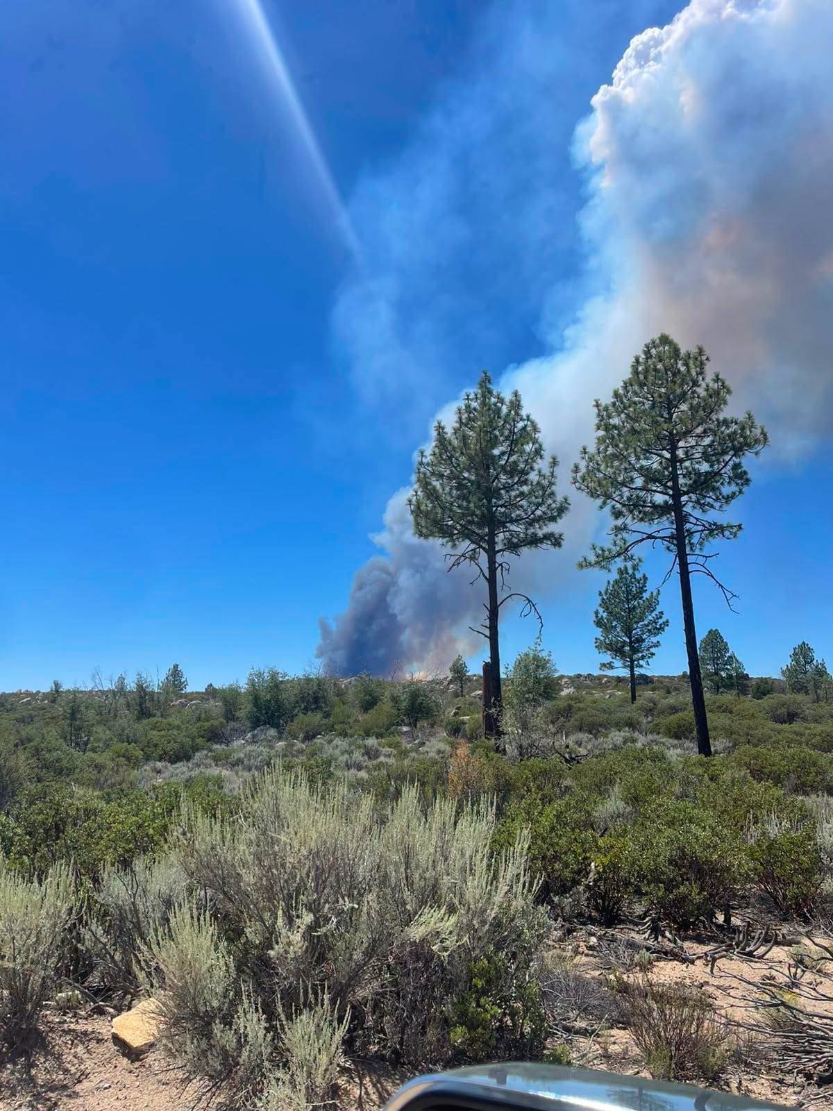 Brigadistas y elementos de emergencia trabajan en la zona afectada por el incendio forestal Wilala-Sierra de Juárez. Foto: Cortesía