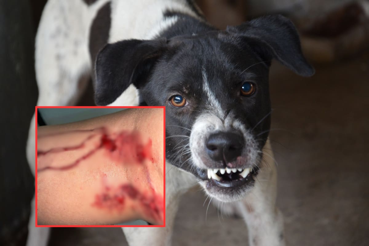 Jauría feral ataca a senderista en el Cerro Johnson