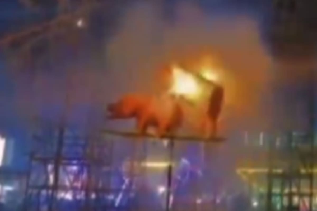 Pirotecnia con figuras de cerdos apareándose desata polémica en festival de la Virgen del Carmen