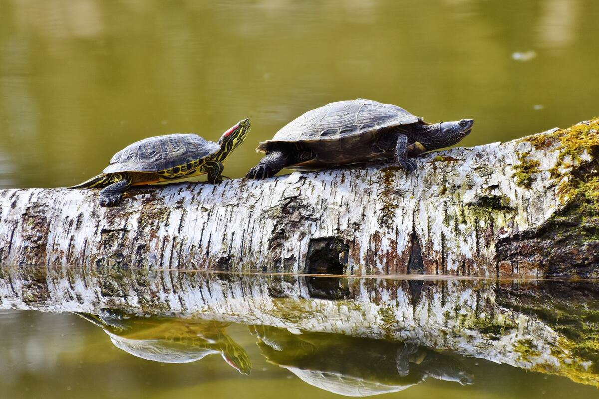 Cerca de un millón de tortugas fueron liberadas en el río Amazonas