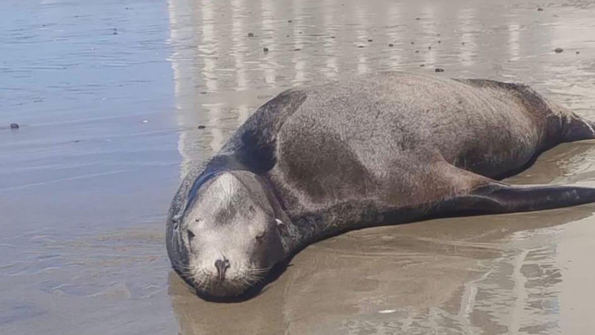 Lobo marino que llegó a descansar a playa de Lo de Marcos es localizado sin vida frente a costas de Bahía de Banderas