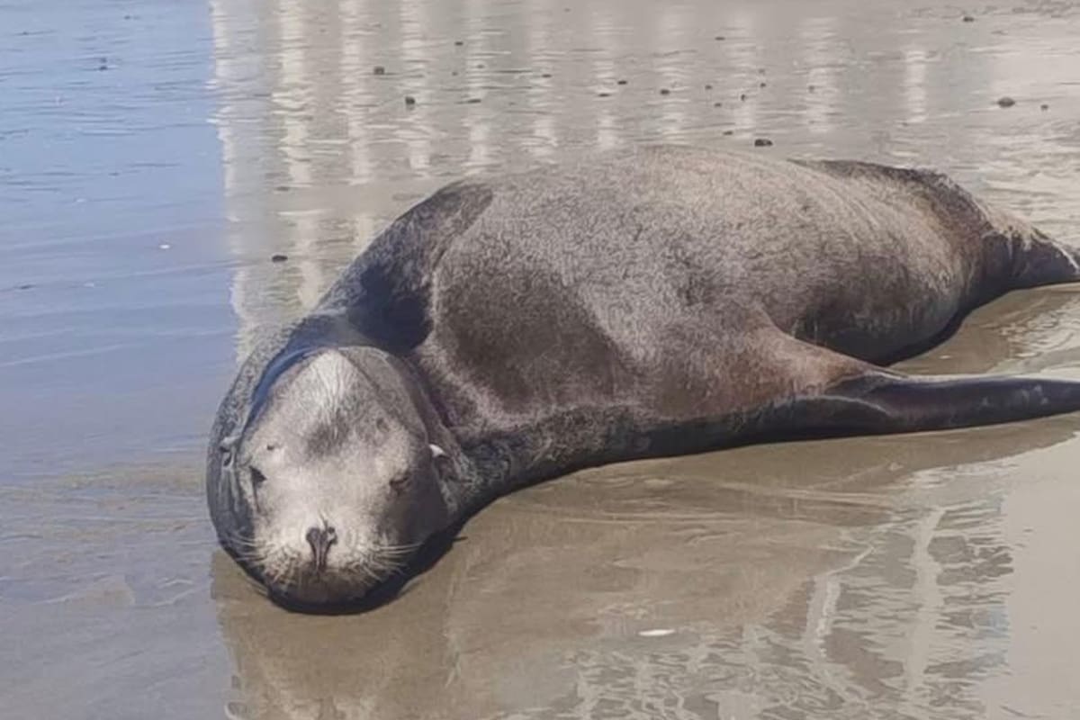 Lobo marino que llegó a descansar a playa de Lo de Marcos es localizado sin vida frente a costas de Bahía de Banderas