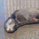 Lobo marino que llegó a descansar a playa de Lo de Marcos es localizado sin vida frente a costas de Bahía de Banderas