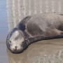 Lobo marino que llegó a descansar a playa de Lo de Marcos es localizado sin vida frente a costas de Bahía de Banderas