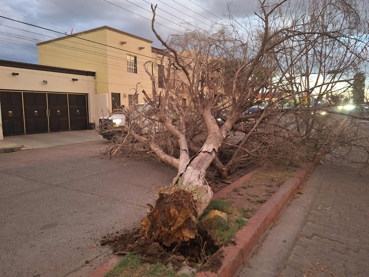 Árboles muertos como este han sido retirados de calles de Cajeme - 800 ejemplares eliminados en 6 meses por riesgo de caída. / Imagen por Mayra Echeverría.