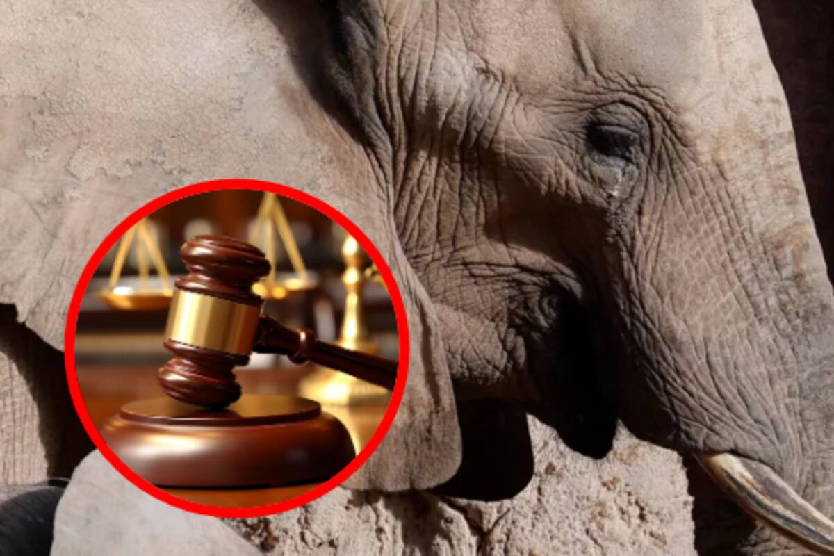 Corte de Colorado niega liberar a cinco elefantes: “No tienen derechos como personas”