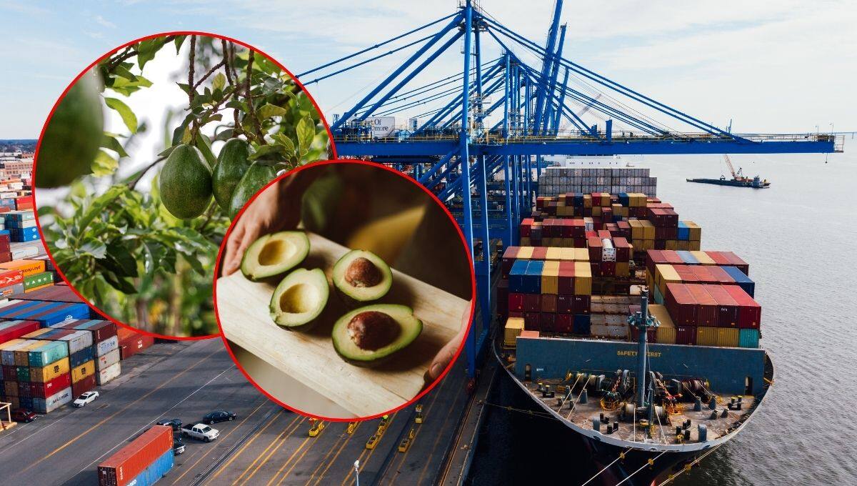 Exportación de aguacate.