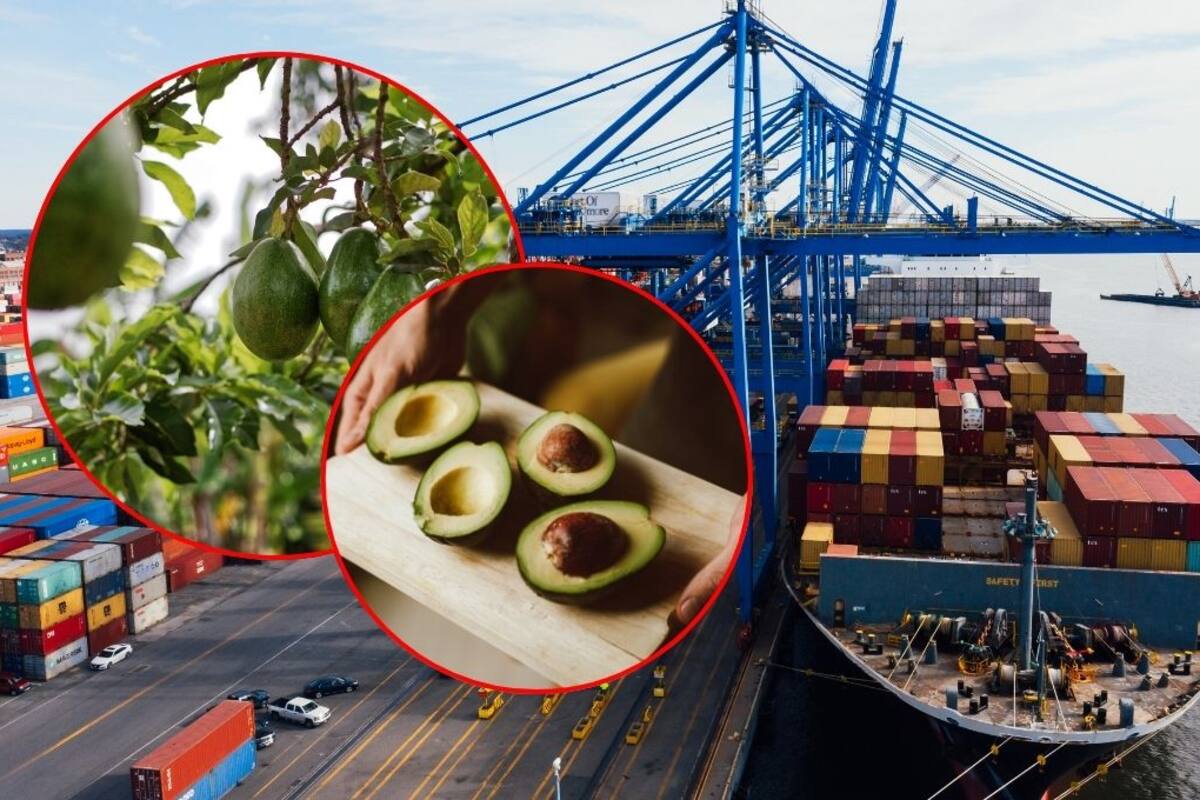 Falta de certificación internacional limita la exportación directa del aguacate mexicano