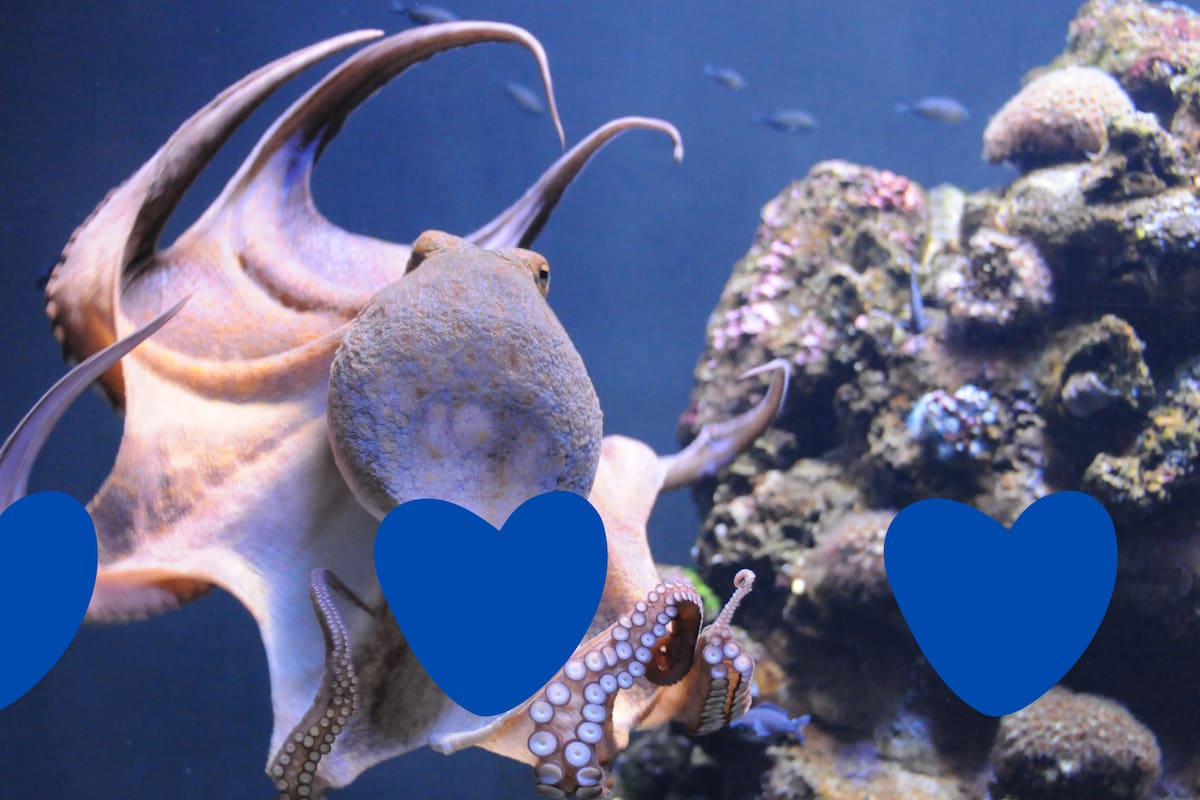 ¿Por qué los pulpos tienen tres corazones y sangre azul?