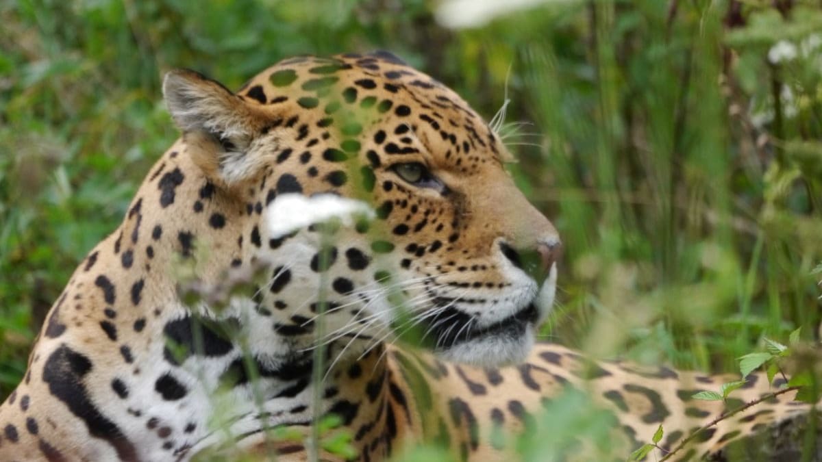 Un jaguar de las nubes fue fotografiado por cámaras trampa en la Sierra del Merendón de Honduras tras una década sin registros del gran felino en esa zona de alta montaña