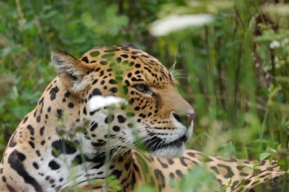 Un jaguar de las nubes fue fotografiado por cámaras trampa en la Sierra del Merendón de Honduras tras una década sin registros del gran felino en esa zona de alta montaña