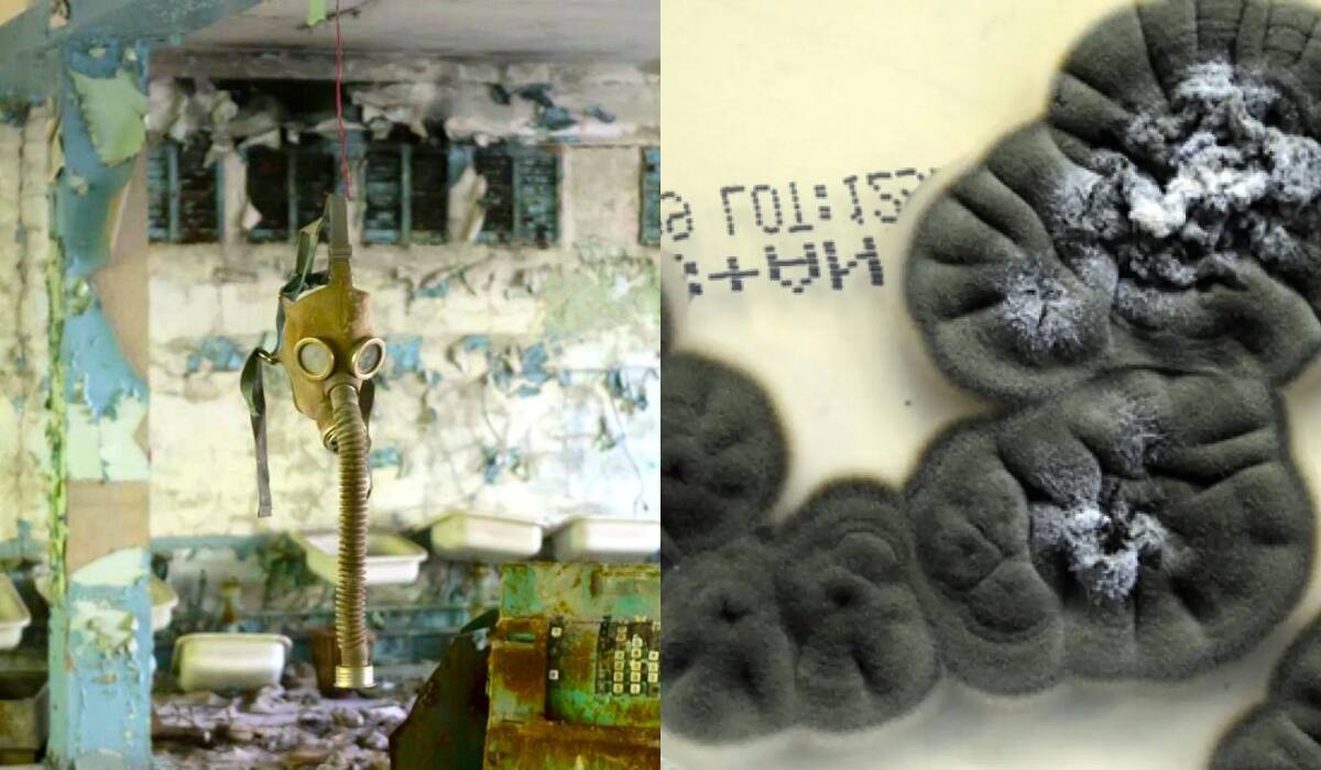 Hongos radiotróficos en Chernóbil sorprenden: absorben radiación y la transforman en energía