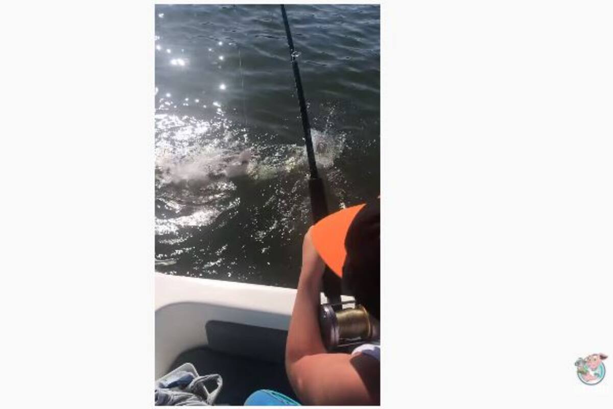 Niño pesca tiburón