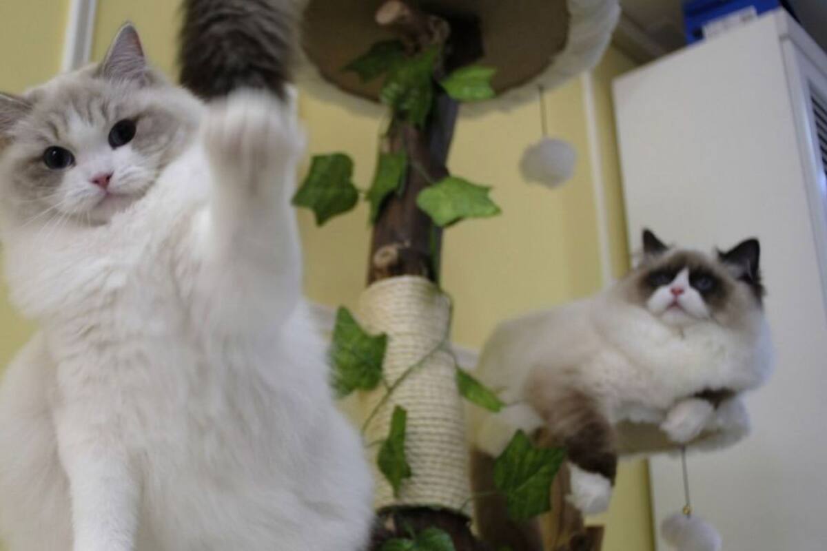 Más de 10.5 millones de gatos en México celebrarán su día
