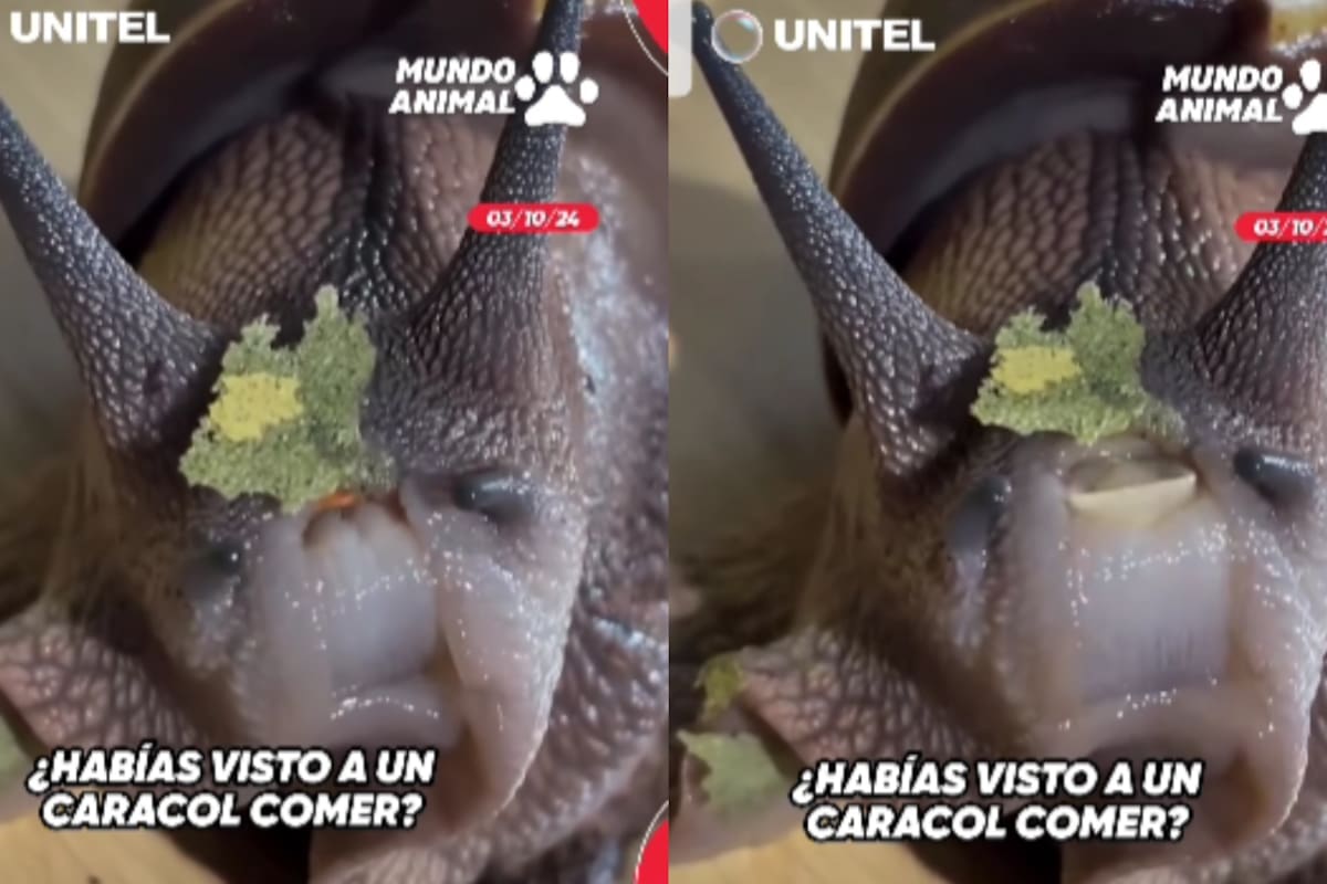 Video inusual: así es como los caracoles se alimentan