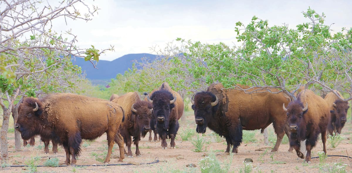 El grupo de bisontes se halla en el rancho San Bernardino en una extensión de 17 hectáreas que pertenece a la reserva cuenca Los Ojos, con el fin de que se reproduzca la especie. FOTOS: JULIÁN ORTEGA