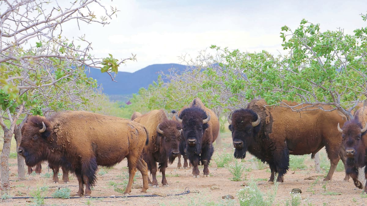 Regresa el bisonte a Sonora tras 200 años de ausencia: reintroducen 29 ejemplares para restaurar ecosistemas en el Noreste del Estado