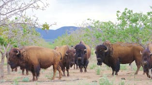 El regreso del bisonte a Sonora: Después de 200 años, recuperan su territorio