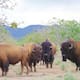 Regresa el bisonte a Sonora tras 200 años de ausencia: reintroducen 29 ejemplares para restaurar ecosistemas en el Noreste del Estado
