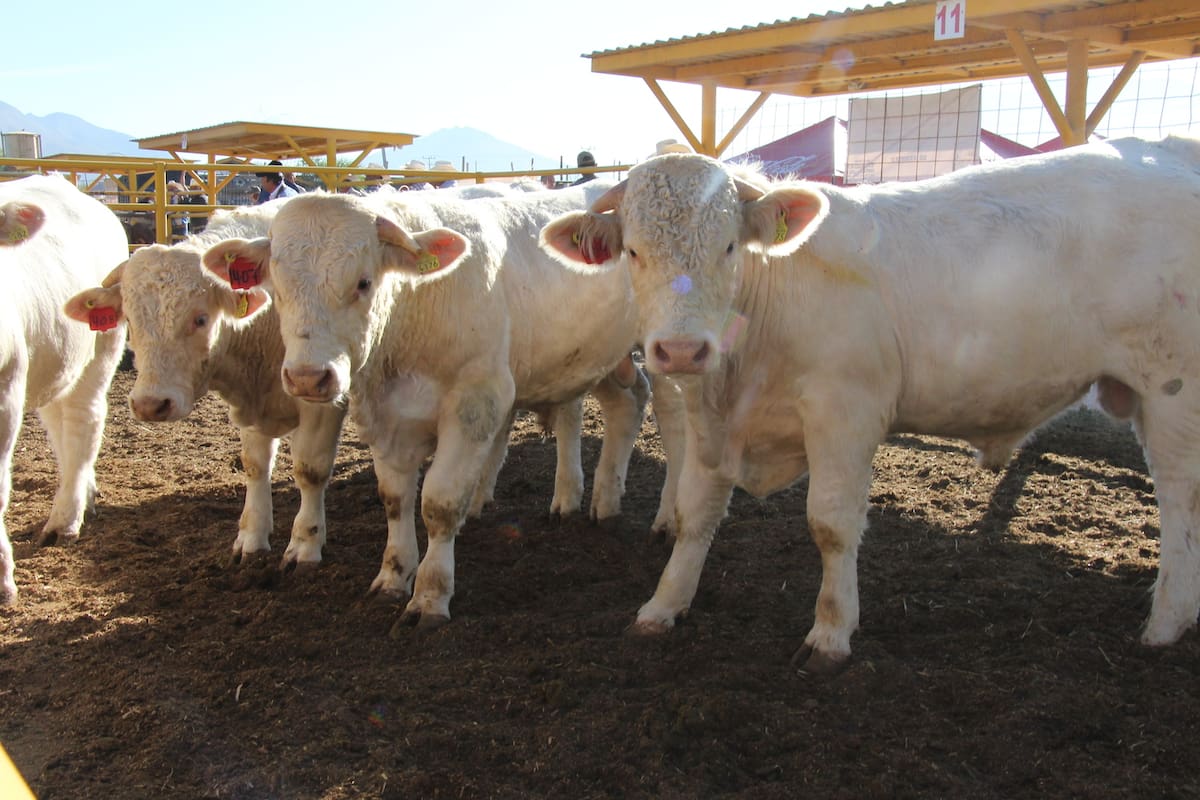 Ganaderos de Sonora enfrentan caída de exportaciones y buscan vender becerros