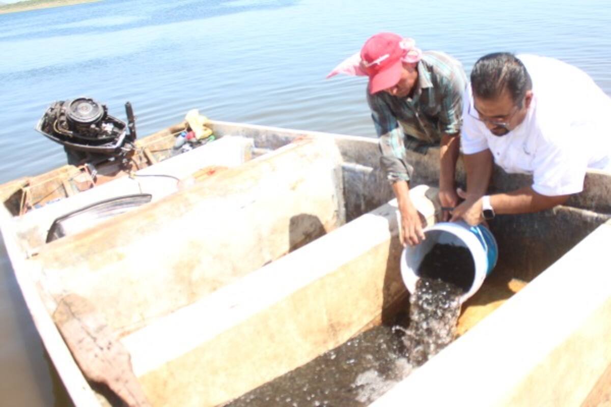 Voltean pescadores del Oviáchic hacia la acuacultura