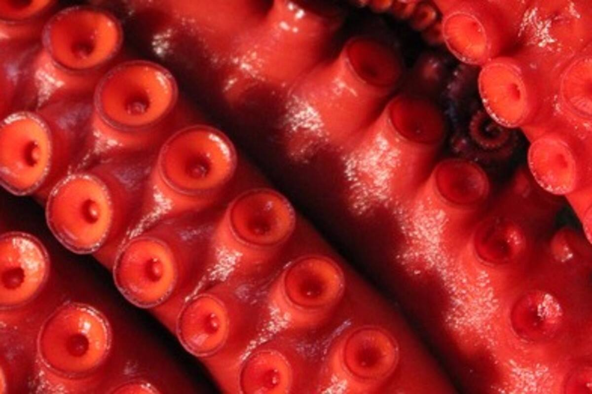 Descubren criatura marina con forma de "globo rojo con siete tentáculos", similar a un tipo de pulpo, pero científicos desconocen la especie