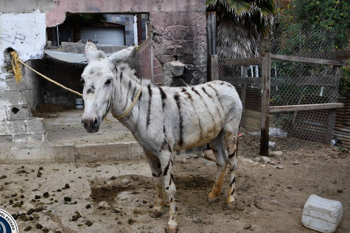 Gobierno busca prohibir carretillas con burro-cebras
