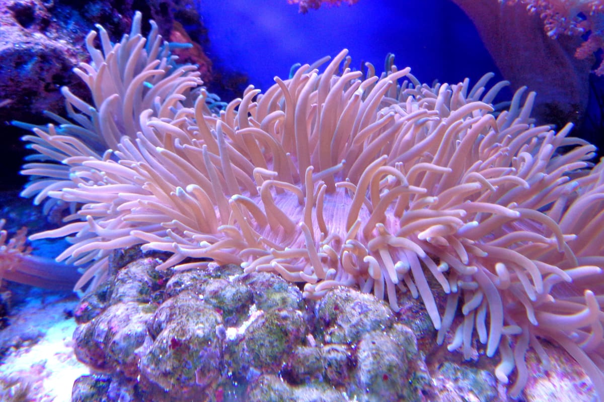 ¿Son los corales plantas o animales?