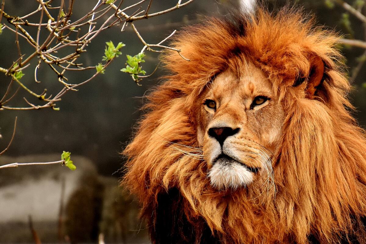 Muere el león Júpiter, que luchaba contra la depresión