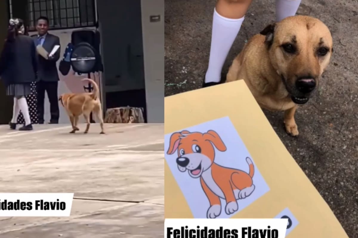 Perro se gradúa de primaria y hasta le otorgan un diploma con su nombre