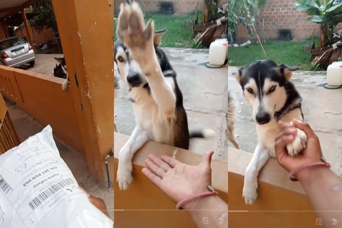 Repartidor de paquetes recibe cálida bienvenida por este perro: ¡hasta lo saluda con la pata!