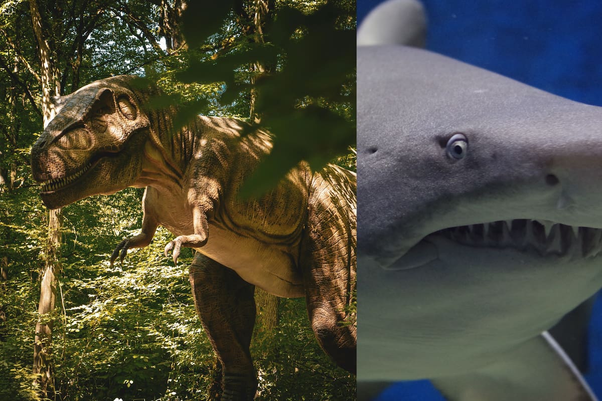 La extinción de los dinosaurios no acabó con los tiburones, revela nuevo estudio