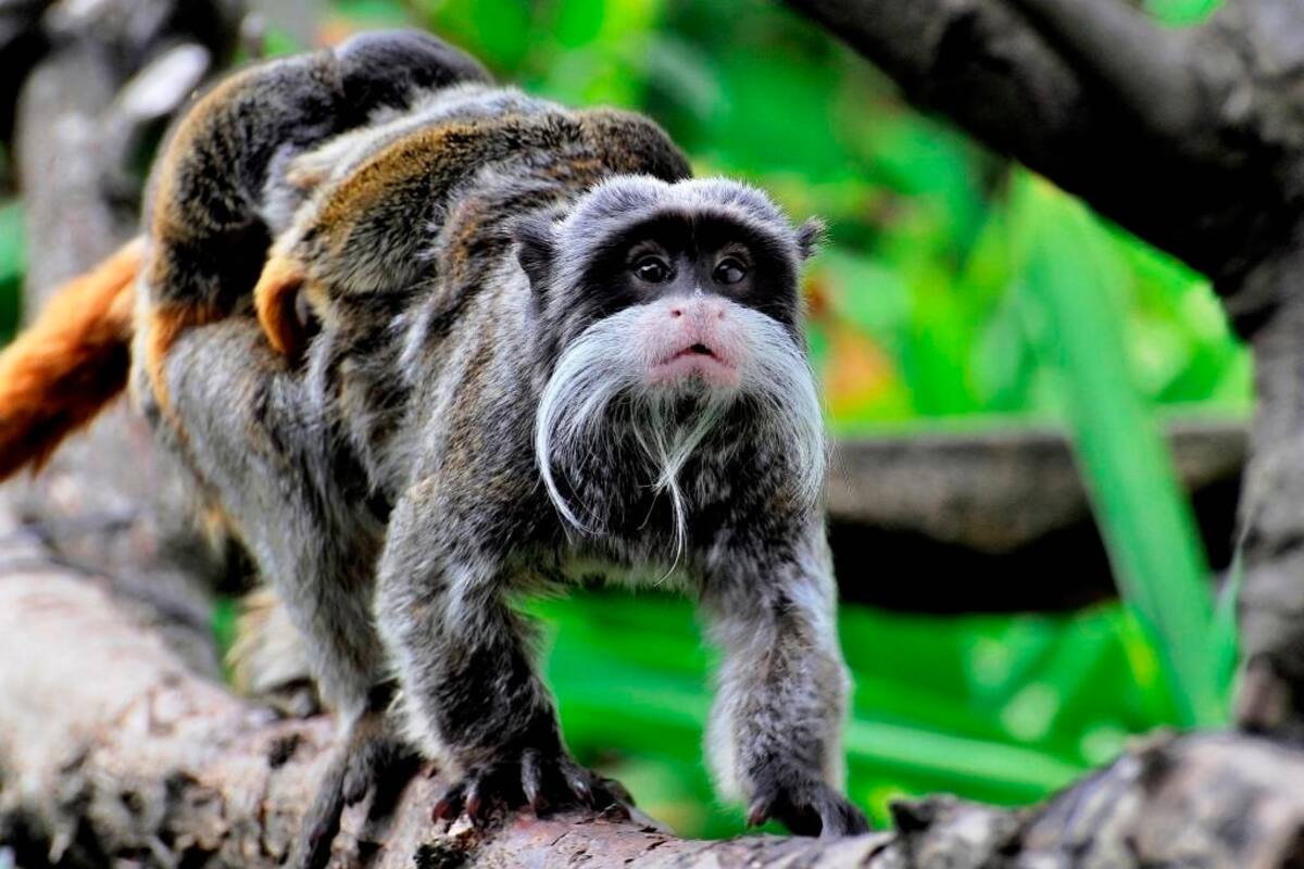 Imagen cedida por el Bioparque de Roma/ Massimiliano Di Giovanni. EFE