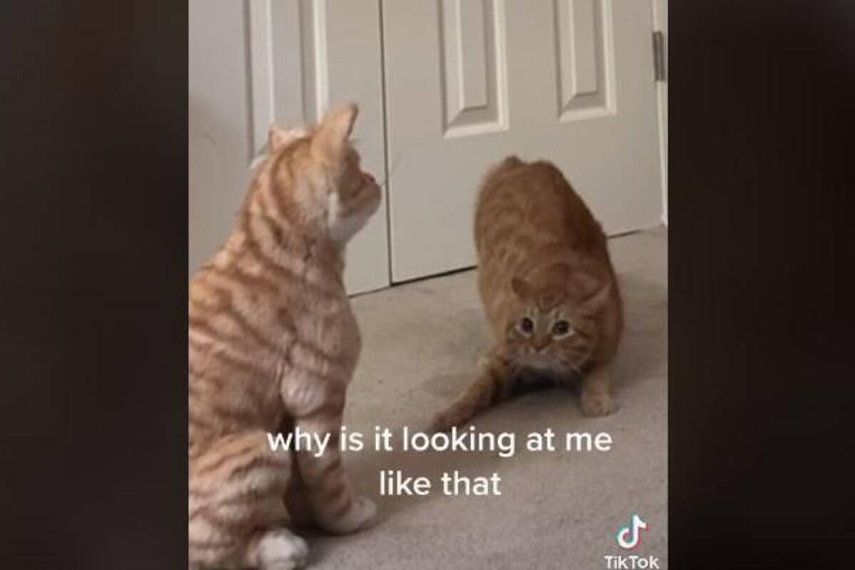 TIKTOK: Esta es la reacción de un gatito al ver un peluche idéntico a él