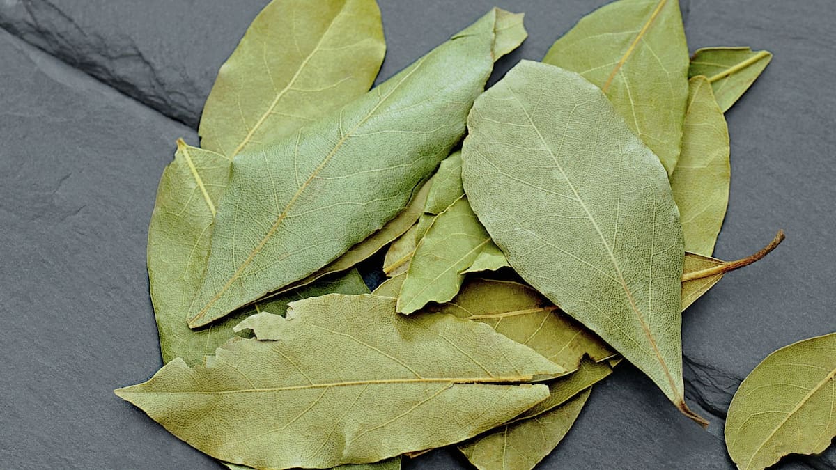 Razones para quemar hojas de laurel en casa y mejorar tu ambiente | Foto: Especial (canva)
