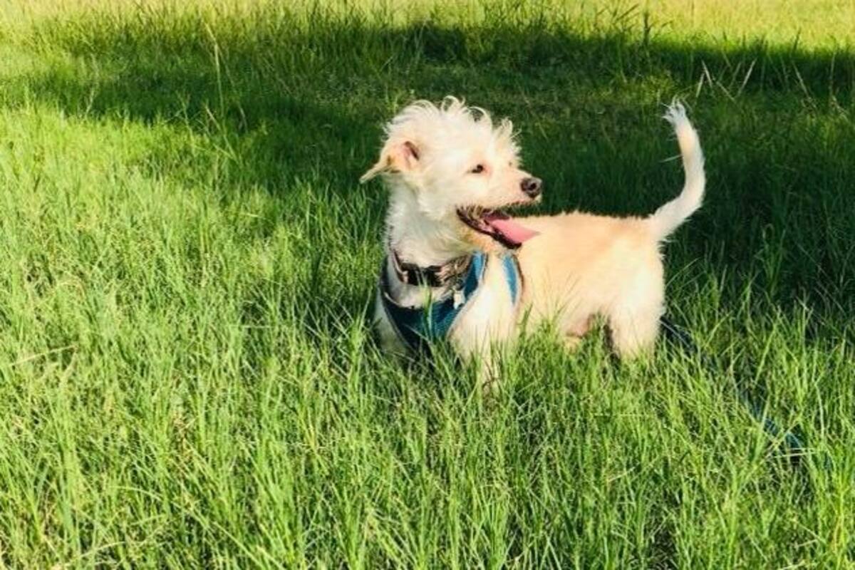 Aumentan reportes de perros perdidos en festejos