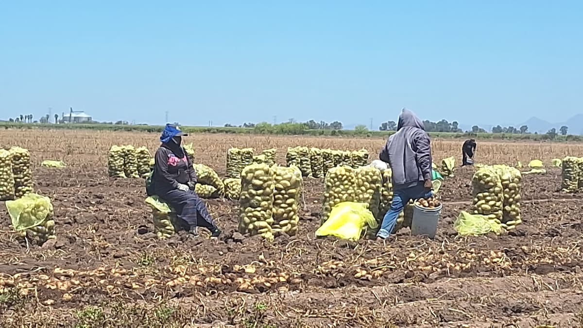 Los rendimientos fueron muy dispares: mientras algunos lograron más de 40 toneladas por hectárea, otros apenas alcanzaron las 20. / Imagen por Mayra Echeverría.