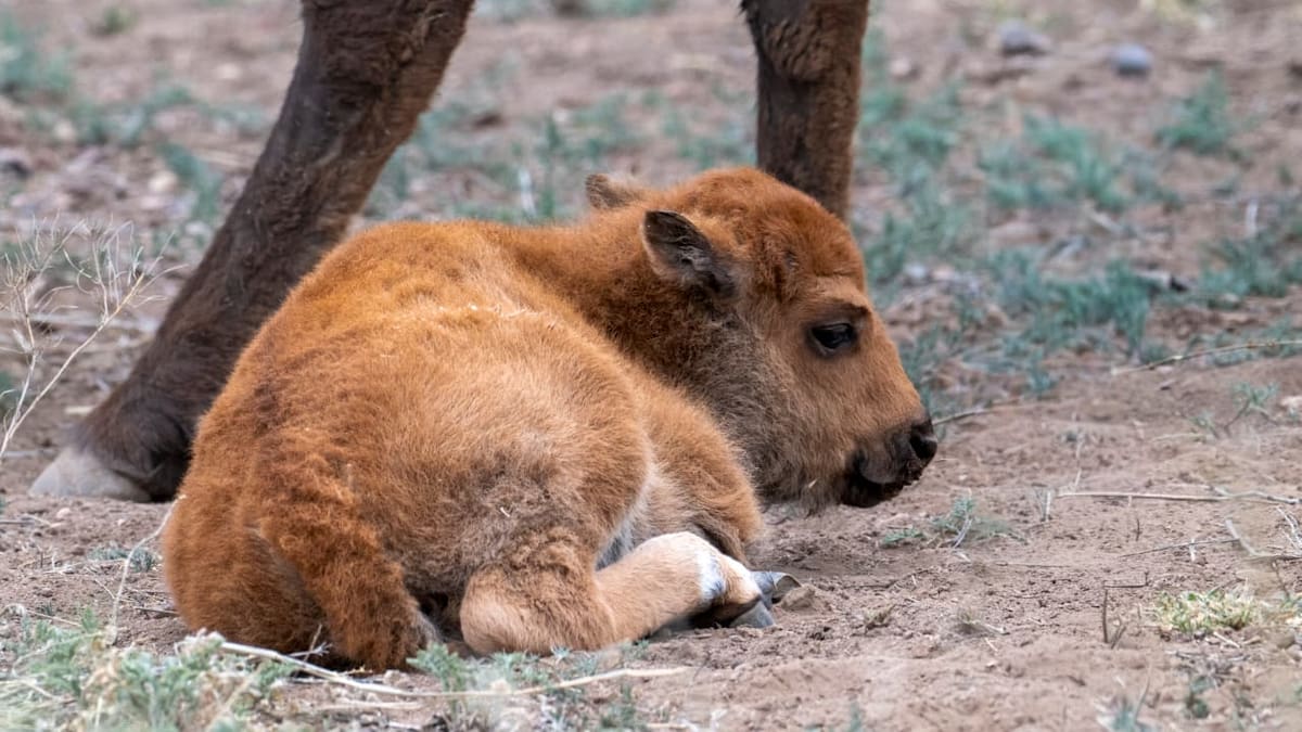 Nace el primer bisonte en Sonora tras más de 200 años y marca un momento histórico para la restauración ecológica en el norte de México