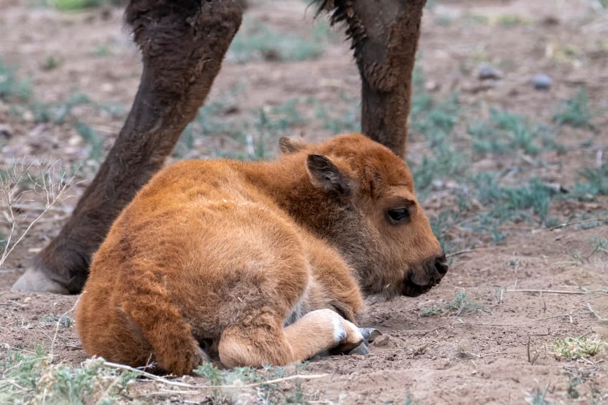 Nace el primer bisonte en Sonora tras más de 200 años y marca un momento histórico para la restauración ecológica en el norte de México