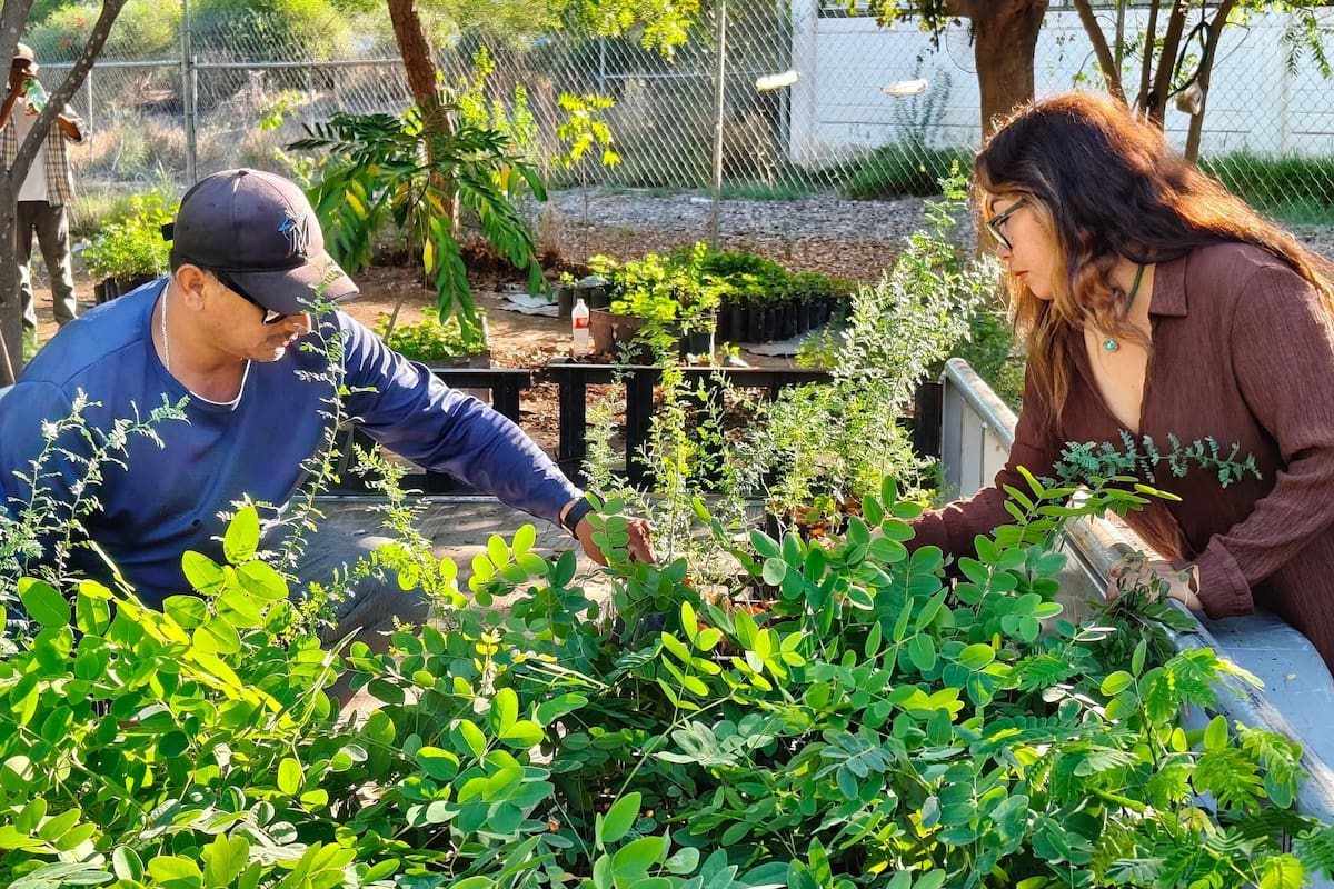 Entregan 2 mil árboles en Álamos para ampliar la reforestación mediante la participación de ciudadanos, autoridades y organizaciones ambientales
