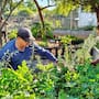 Entregan 2 mil árboles en Álamos para ampliar la reforestación mediante la participación de ciudadanos, autoridades y organizaciones ambientales