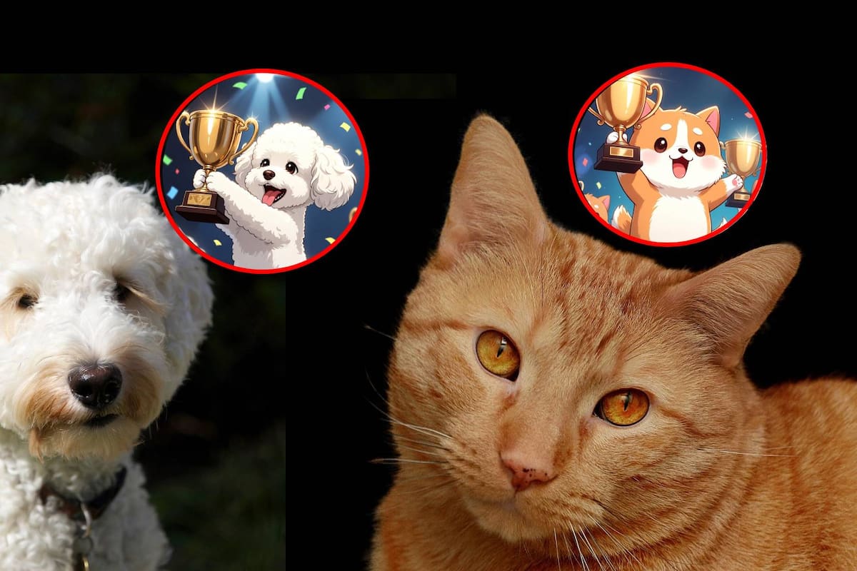 ¿Quiénes son más inteligentes: los perros o los gatos? Esto dice la ciencia