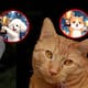 ¿Quiénes son más inteligentes: los perros o los gatos? Esto dice la ciencia