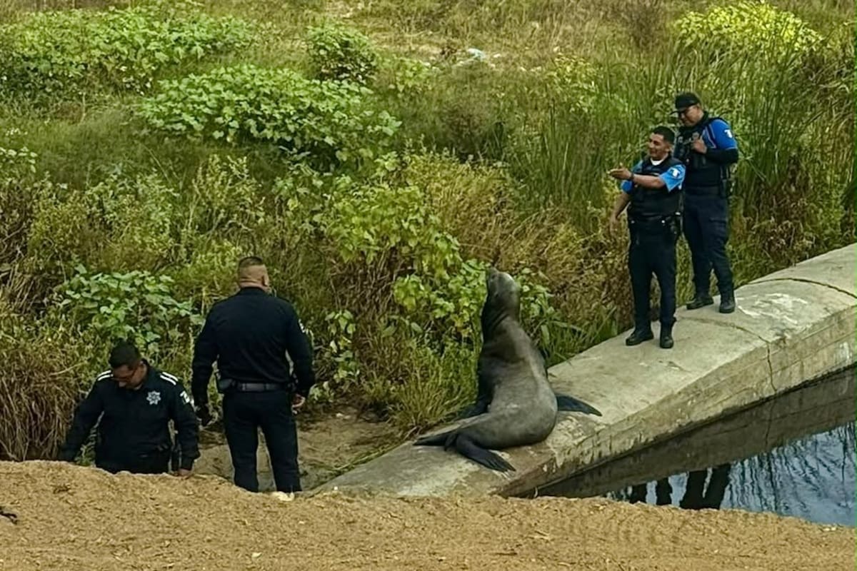 Un lobo marino apareció en pleno Centro de Ensenada y autoridades tuvieron que resguardar la zona