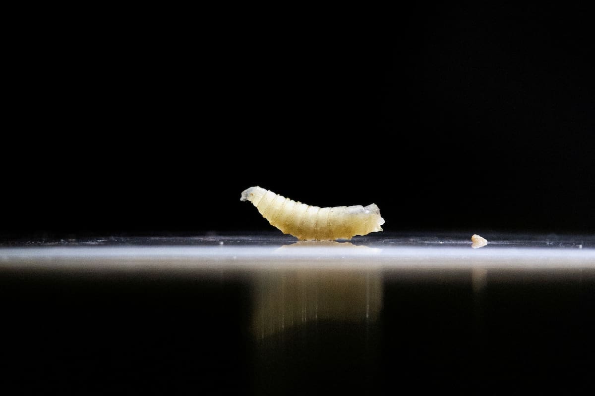 FOTO DE ARCHIVO. Una muestra de gusanos barrenadores se exhiben en una clínica veterinaria, en Tapachula, estado de Chiapas, México. 4 de julio de 2025. REUTERS/Daniel Becerril