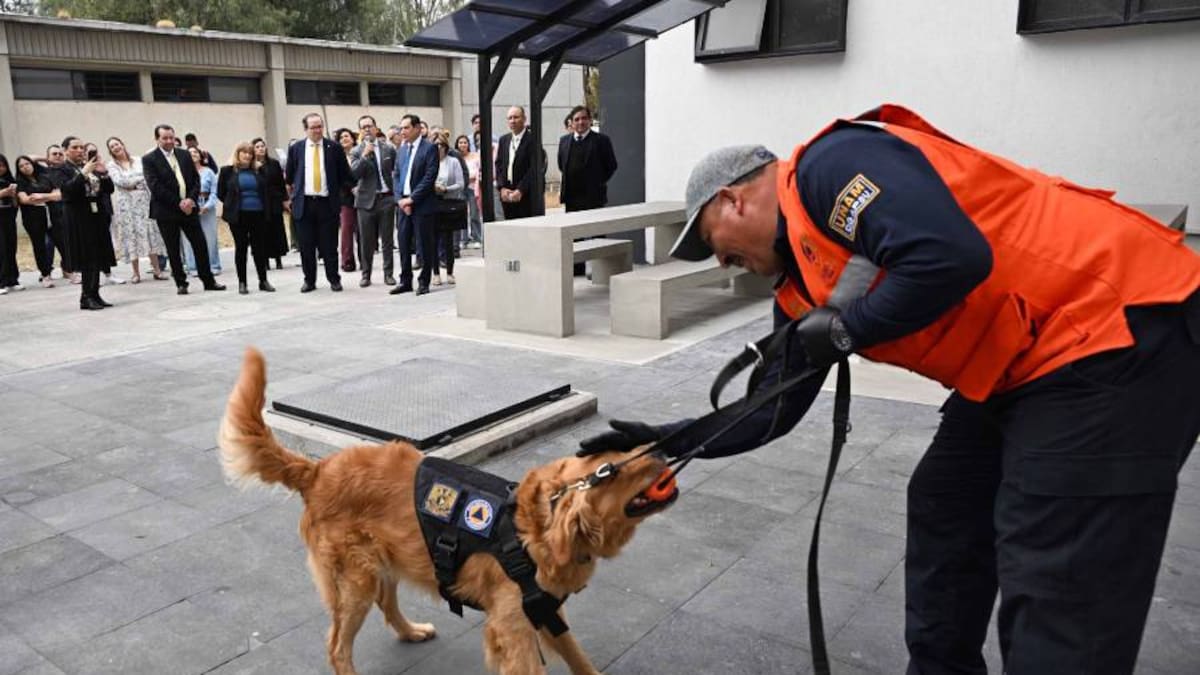 Tras amenazas de bomba en Ciudad Universitaria y planteles en meses pasados, la UNAM incorporó dos perros entrenados en detección y prevención de riesgos, fortaleciendo su modelo de seguridad con binomios especializados