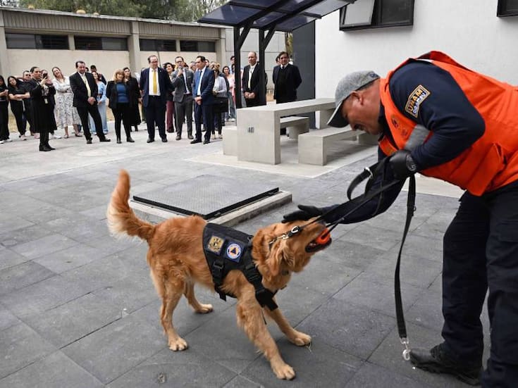 Tras amenazas de bomba en Ciudad Universitaria y planteles en meses pasados, la UNAM incorporó dos perros entrenados en detección y prevención de riesgos, fortaleciendo su modelo de seguridad con binomios especializados