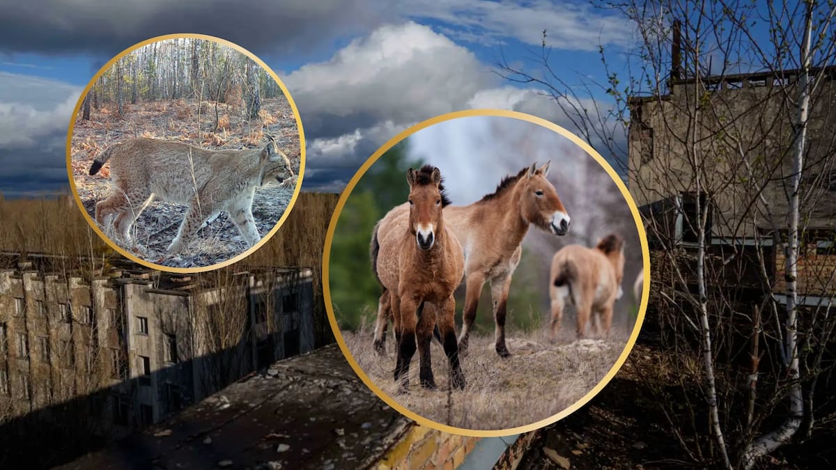 Chernóbil se transforma en refugio de vida silvestre pese a la radiación: qué especies han regresado y qué riesgos persisten tras el desastre nuclear
