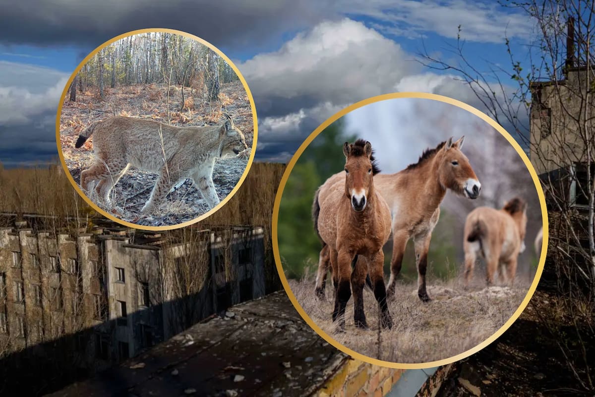 Chernóbil se transforma en refugio de vida silvestre pese a la radiación: qué especies han regresado y qué riesgos persisten tras el desastre nuclear